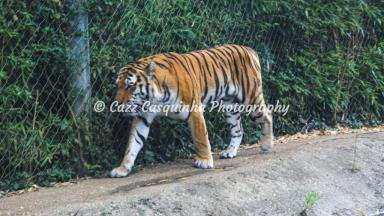 Marwell Zoo